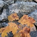 Rock and Maple leaves by radiogirl