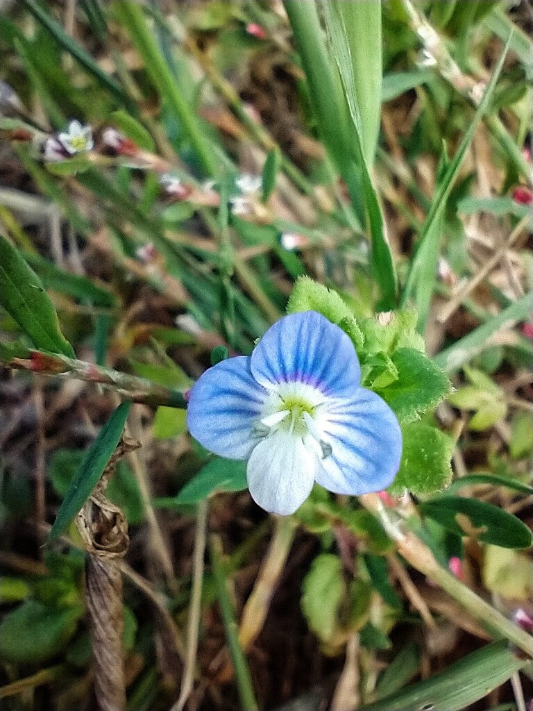 Veronica (Speedwell) by overalvandaan