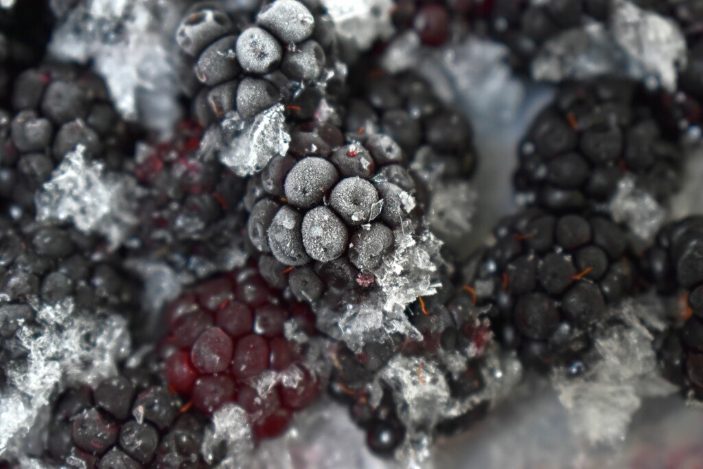 My frozen blackberries looky very icy by anitaw