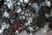 10th Sep 2022 - My frozen blackberries looky very icy