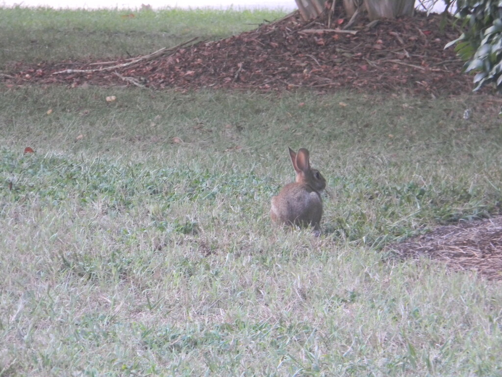 Rabbit in Field  by sfeldphotos