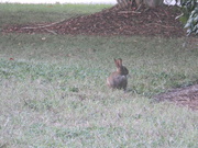 11th Sep 2022 - Rabbit in Field 
