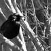 Bird by linnypinny