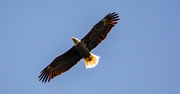 11th Sep 2022 - The Bald Eagles Were Flying This Morning!