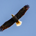 The Bald Eagles Were Flying This Morning! by rickster549