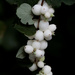 Snowberries by lindasees