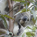 make a deal? by koalagardens