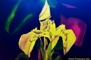 12th Sep 2022 - Tiger Lily painting 