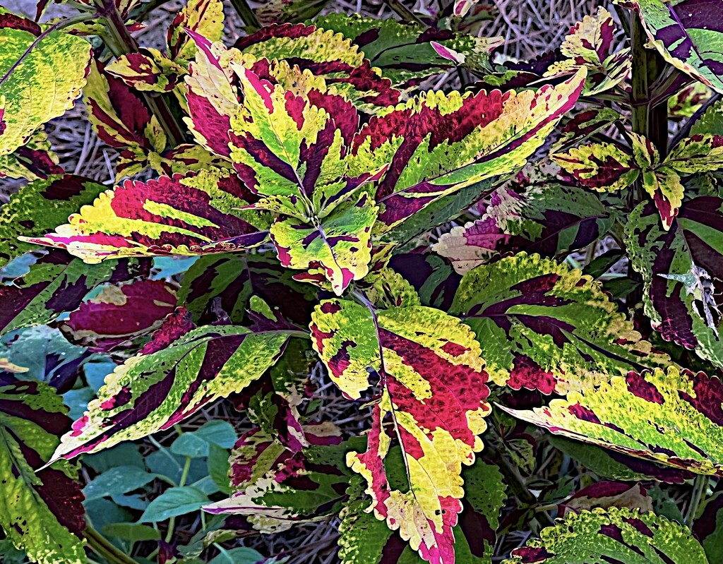 Coleus showing vibrant variety by congaree