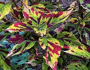 12th Sep 2022 - Coleus showing vibrant variety