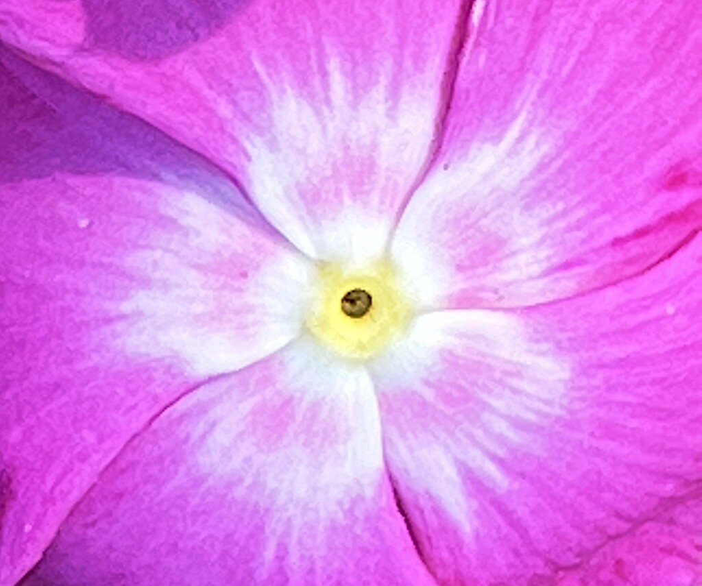 Flower art (Madagascar periwinkle) by congaree