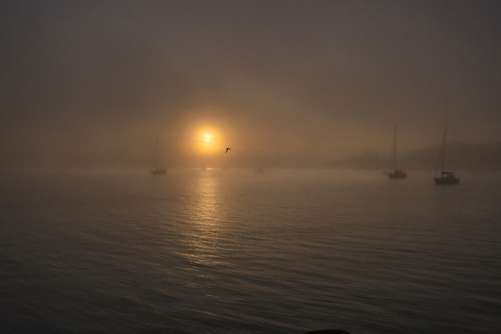 Mist and sunrise  by dkbarnett