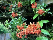 12th Sep 2022 - Pyracanthas Berries
