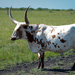 Texas Longhorn by dkellogg