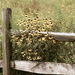 Black Eyed Susans by mittens