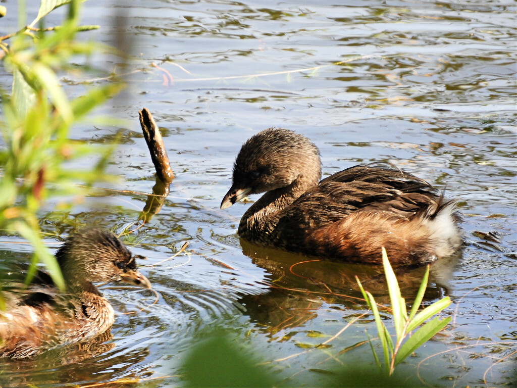 Young Pied-Billed Grebes by seattlite