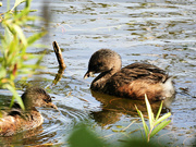 12th Sep 2022 - Young Pied-Billed Grebes