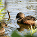 Young Pied-Billed Grebes by seattlite