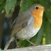 Robin by fishers
