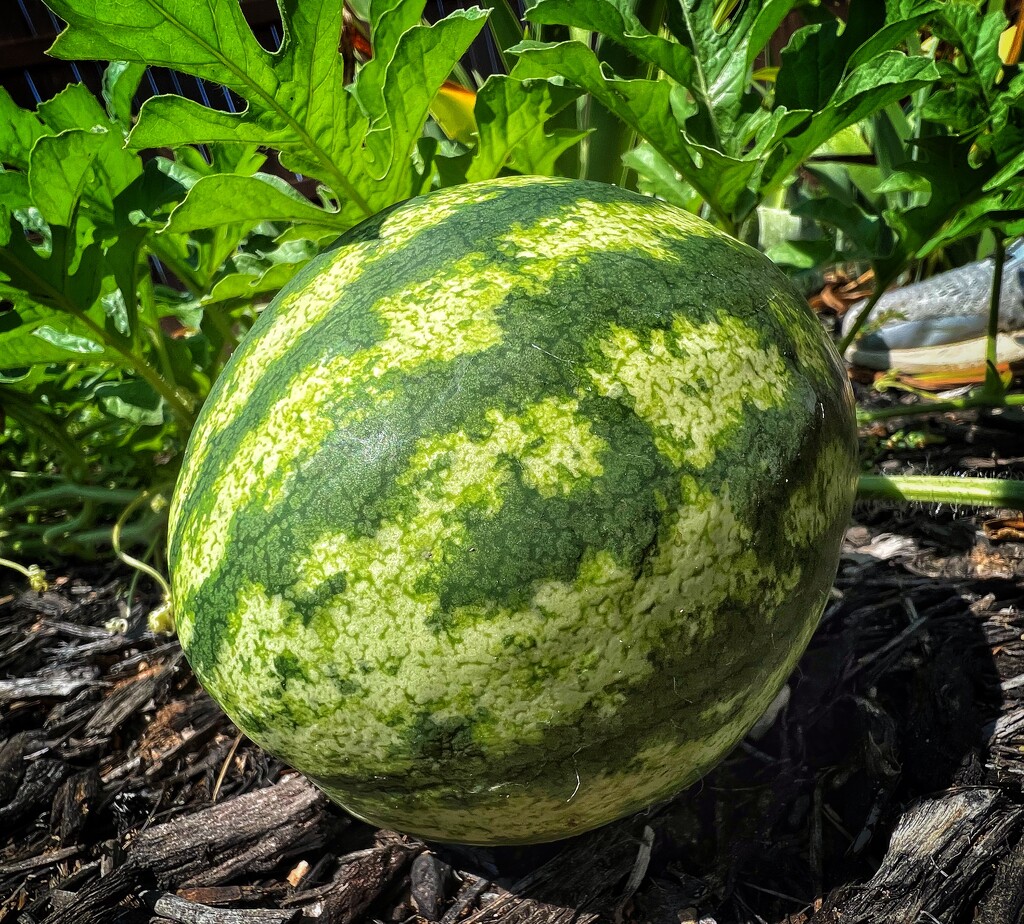 Watermelon  by dkellogg