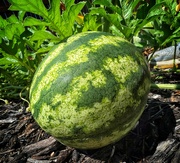 11th Sep 2022 - Watermelon 