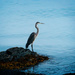 Blue Heron by Weezilou