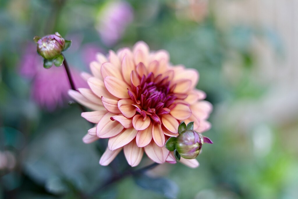 Different Day, Different Dahlia  by carole_sandford
