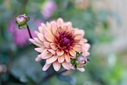 12th Sep 2022 - Different Day, Different Dahlia 