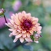 Different Day, Different Dahlia  by carole_sandford