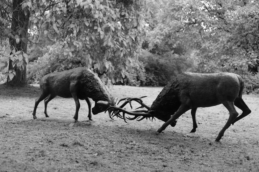 SOOC 12 - Stags by phil_sandford