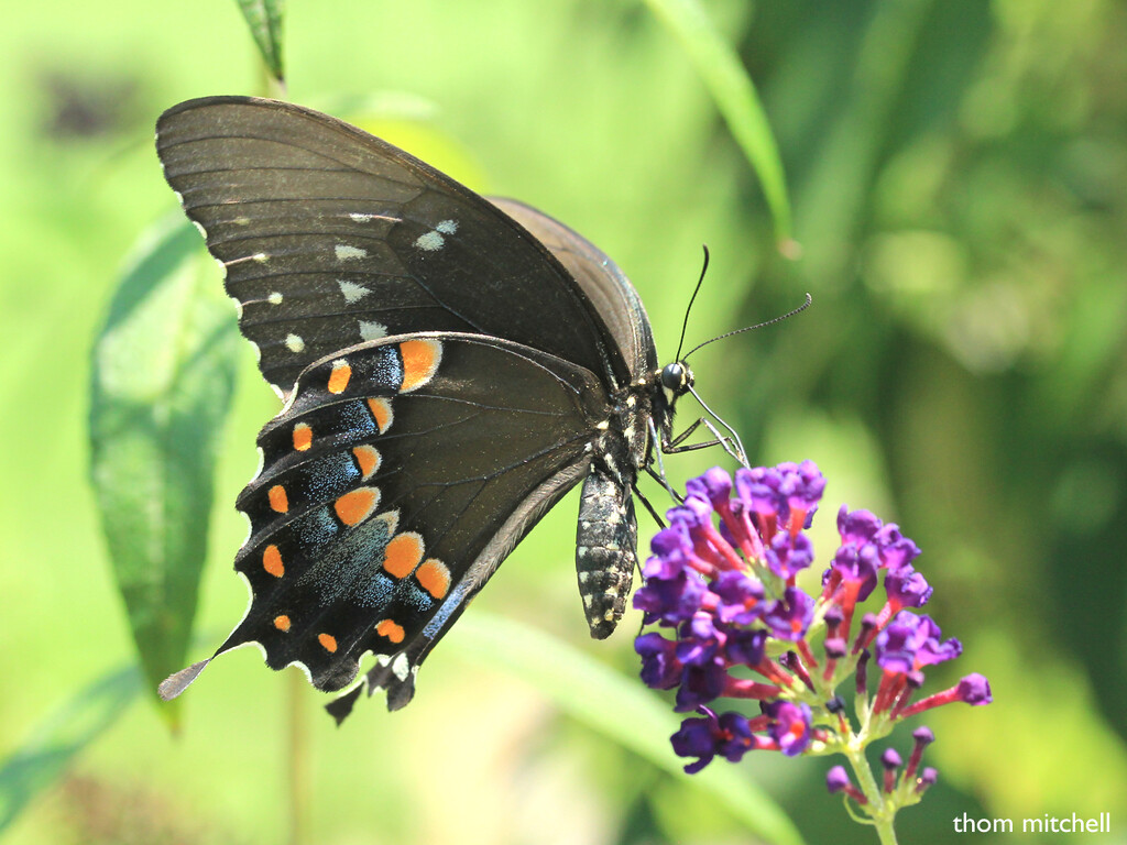 Spicebush Swallowtail [Filler] by rhoing