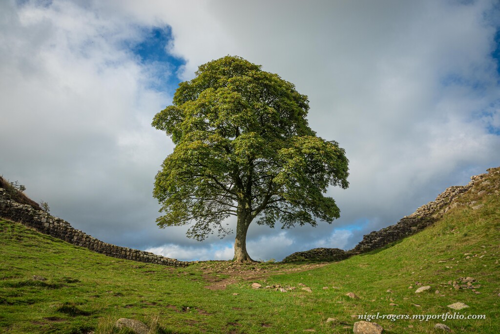 Sycamore Gap on Hadrian's Wall by nigelrogers