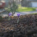 crocus... by earthbeone
