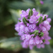 sooc Obedient Plant  by 2022julieg