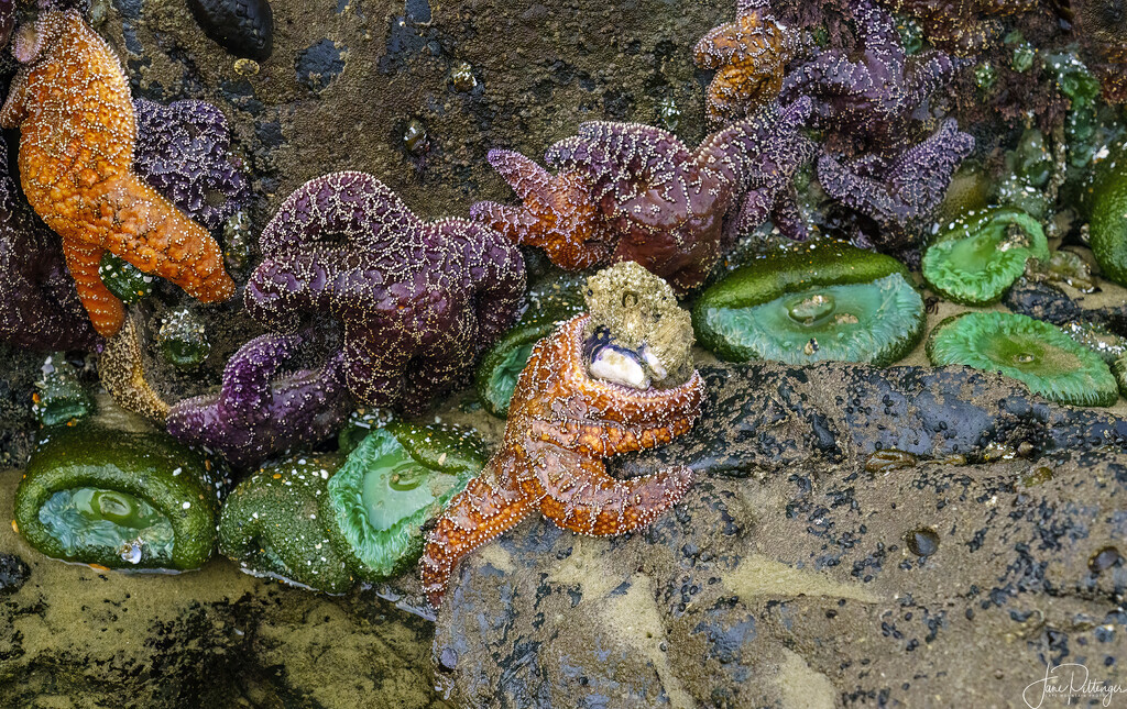 Starfish Eating Mussel  by jgpittenger