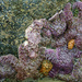 Starfish Wasting Disease by jgpittenger