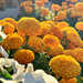 Last Marigolds of the Season by ososki
