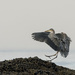 Blue Heron Landing 