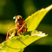Green Eyed Bug! by rickster549