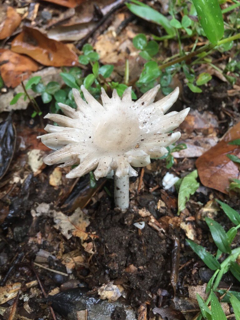 Mushroom "flower" by margonaut