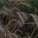 Nifty-Fifty SOOC - Day 12 by farmreporter