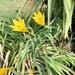 Daylilies by loweygrace