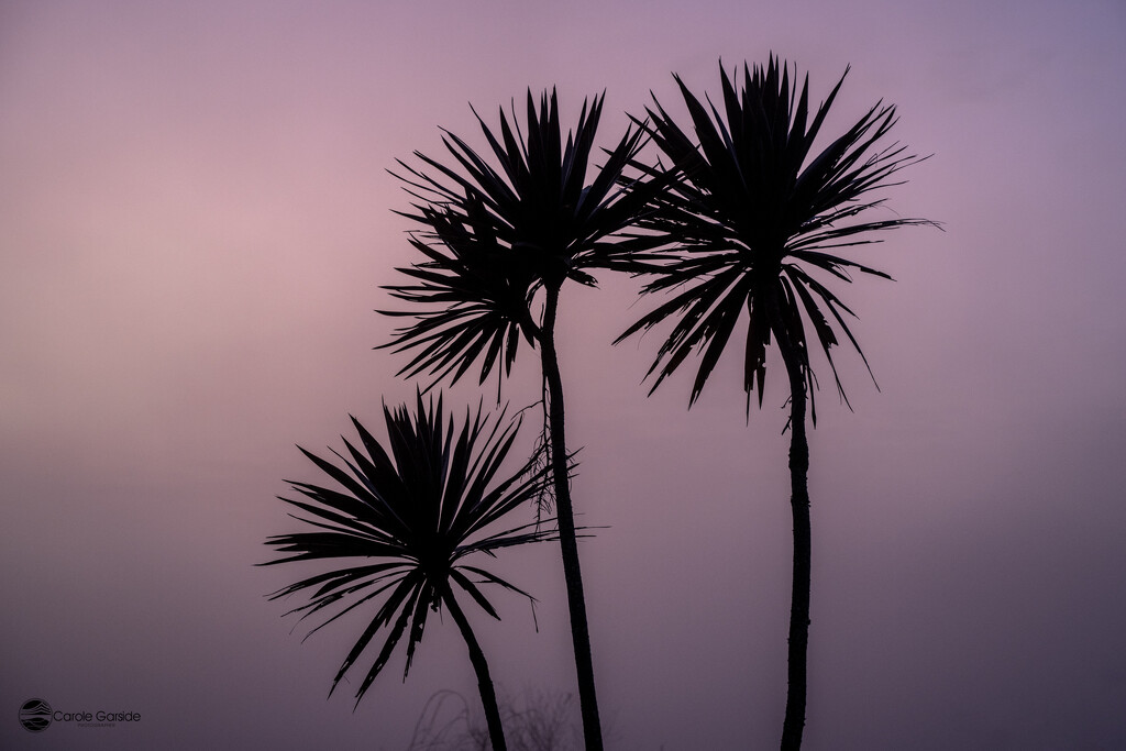 Cabbage Tree Silhouttes by yorkshirekiwi