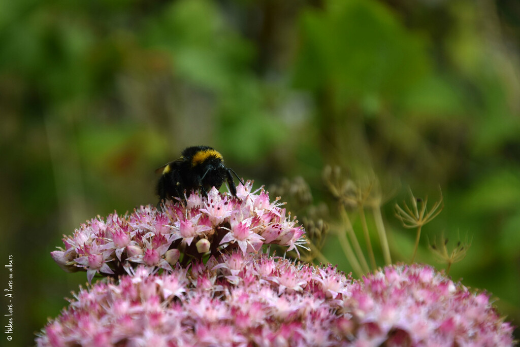 bumblebee's nap  by parisouailleurs
