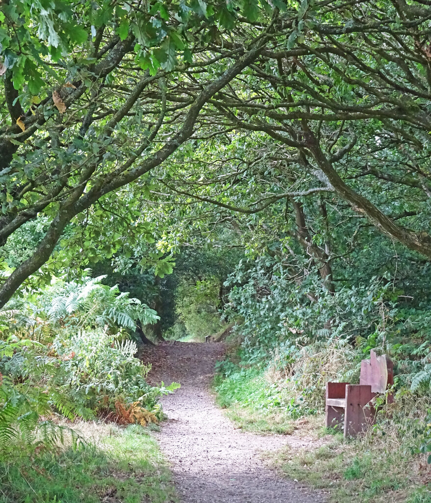 Carwood Lane footpath, summer version by marianj