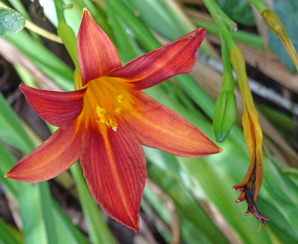 Day lily, in our garden by marianj