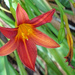 Day lily, in our garden by marianj
