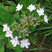 Lacecap Hydrangea, in our garden by marianj