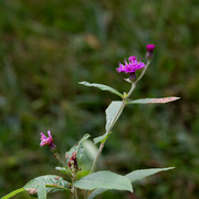 13th Sep 2022 - Purple flower