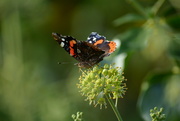 13th Sep 2022 - Red admiral.......